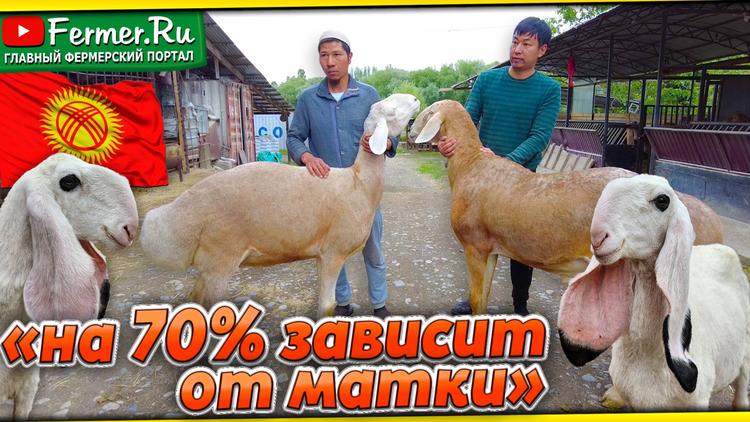 Как вырастить чемпиона? Арашаны Мухамеда Шарипова. Для чего овец породы Кайла скрестили с Арашаном? смотреть онлайн