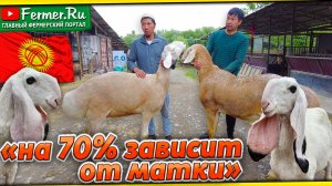 Как вырастить чемпиона? Арашаны Мухамеда Шарипова. Для чего овец породы Кайла скрестили с Арашаном?