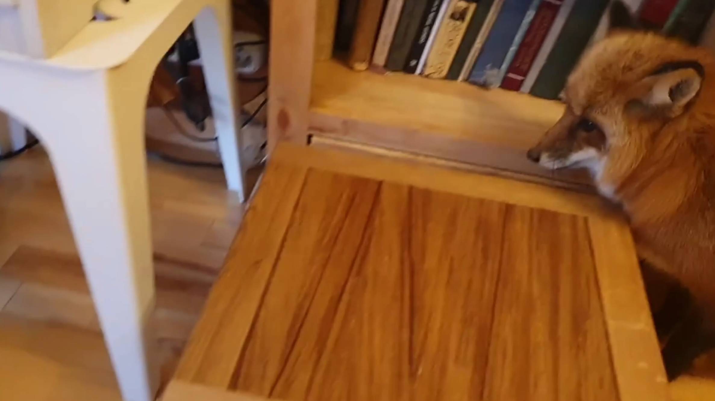 Лиса-Алиса. Домашние дела лисы смотреть онлайн