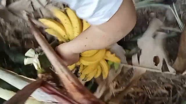 BANANA/HUNTING 🤤😁🤤😁 LOCAL ORGANIC BANANAS.