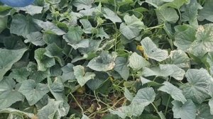 Сравнение огурца Брандино, Жозефина, СВ4097, Мадрилене и Мадейра в открытом грунте.