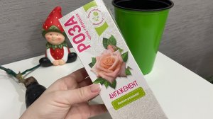 Купила розу в Фикс Прайсе.