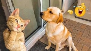 Самые милые собаки и кошки!😂 Очаровательные и смешные видео с собаками __и кошками