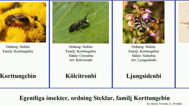 Egentliga insekter, ordning Steklar, familj Korttungebin insect Ringcitronbi Vårsidenbi Hedsidenbi смотреть онлайн
