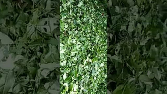 caterpillar in tea garden смотреть онлайн