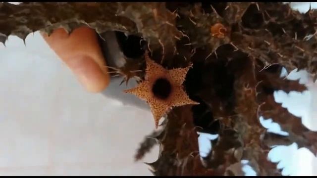 Suculenta Stapelianthus Decaryi/Nome popular: Cacto-morto. смотреть онлайн