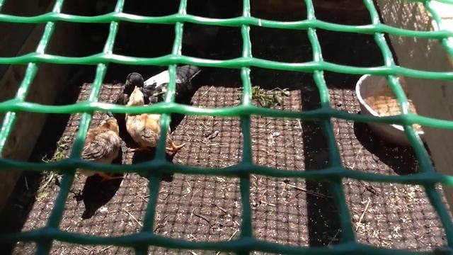 Дом для цыплят. Хозяйство. Голубь-воспитатель. смотреть онлайн