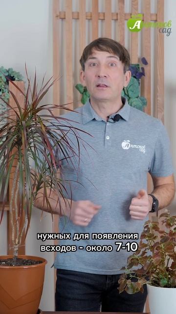 Когда сажать бархатцы на рассаду? смотреть онлайн