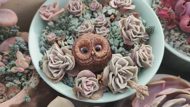 Совята из гипса для суккулентов смотреть онлайн