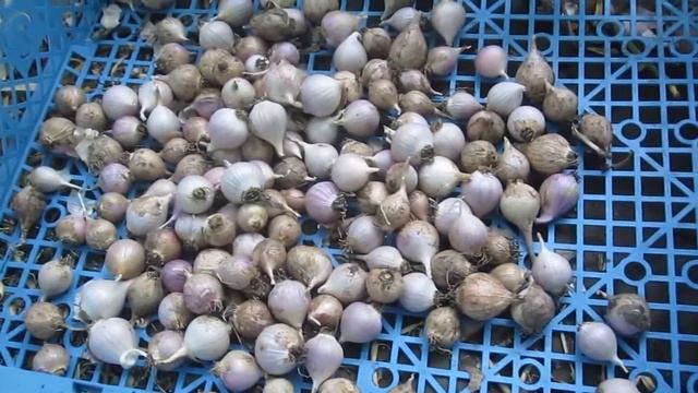 ✔Копаем озимый чеснок посаженный весной | Обзор однозубки из воздушки и весенней однозубки | РП смотреть онлайн