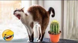 Самые милые котята на свете! Милые и смешные видео с котятами