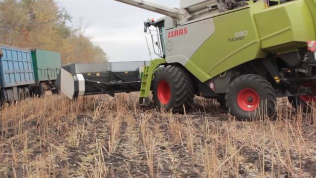 Уборка подсолнечника. CLAAS TUCANO 580. смотреть онлайн