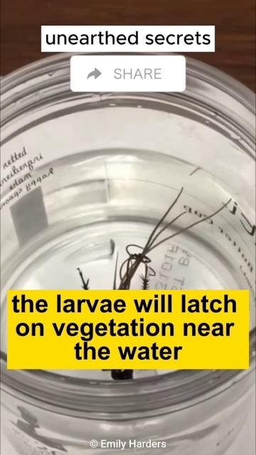 unraveling the terrifying world of mindcontrolling parasitic worms #shorts #viral#nature #wildlife смотреть онлайн