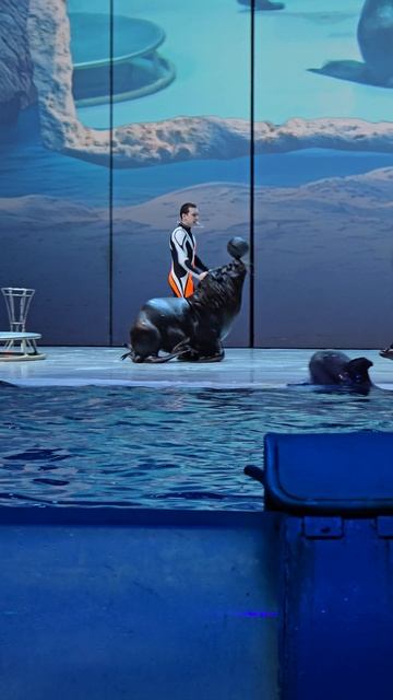 Москвариум - морской лев смотреть онлайн