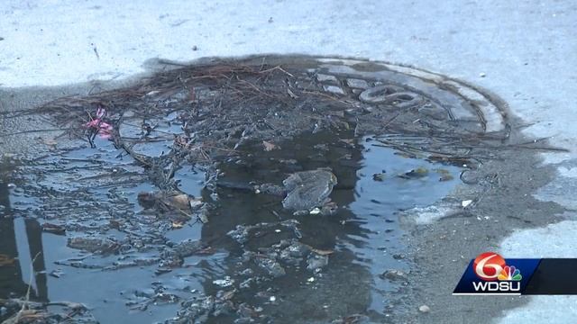 Gentilly Woman Says A Sewage Pipe Has Been Broken In Her Front Yard For Years