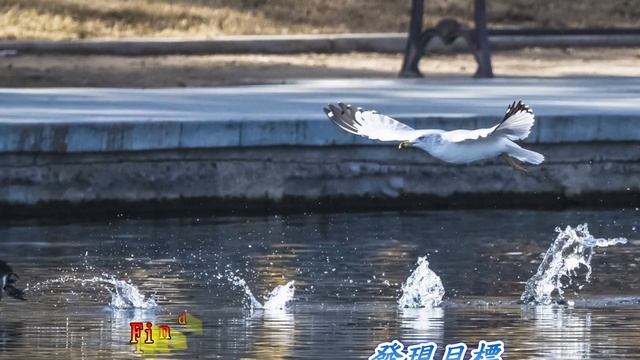 California Gull 加州海鷗 смотреть онлайн