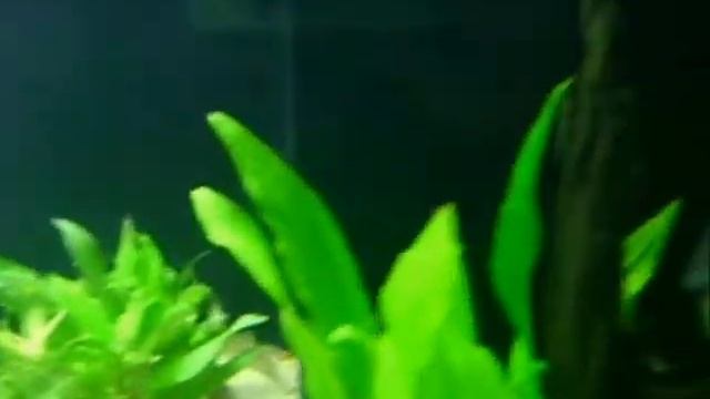 Meus discus смотреть онлайн