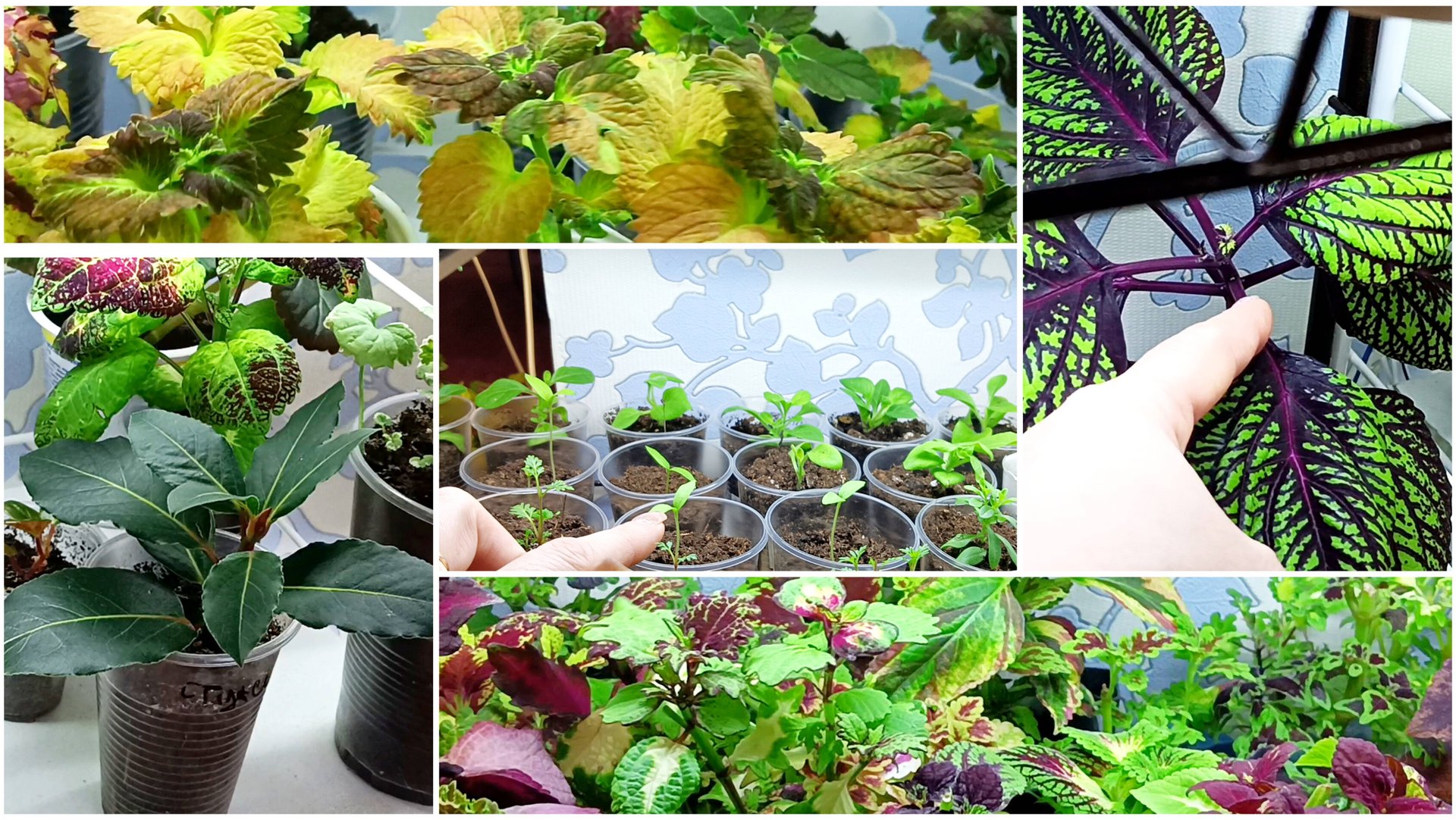 Колеусы. " Тесноте, да не в обиде". Растения чувствуют, что весна на пороге. смотреть онлайн