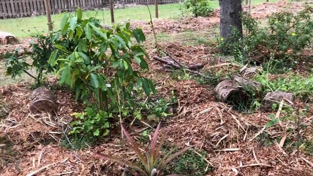 Spring 2020 Florida Food Forest Tour - Part 2 смотреть онлайн