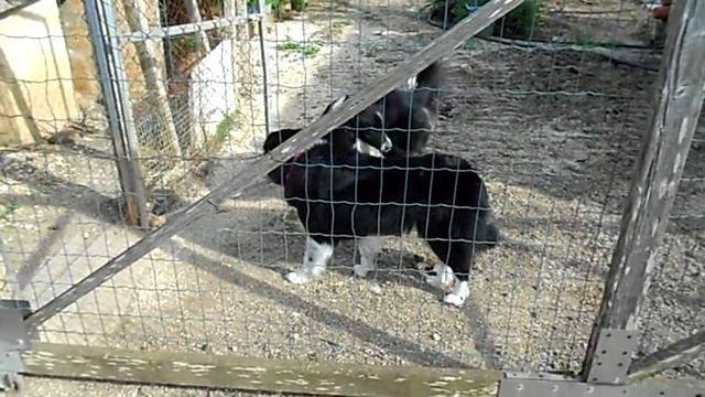 Border Collie Mating - Female Border rejects the male смотреть онлайн