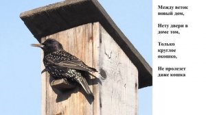 #ПОТРЯСАЮЩАЯ ПРЕЗЕНТАЦИЯ Весна# идет#скворцы# перелетные птицы