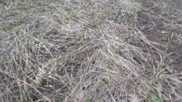 Обзор участка с чесноком. Как перезимовал и что дальше. смотреть онлайн