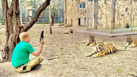 Олег Зубков проводит свой первый урок для тигрят и львят и знакомит их С ТАПКОМ смотреть онлайн