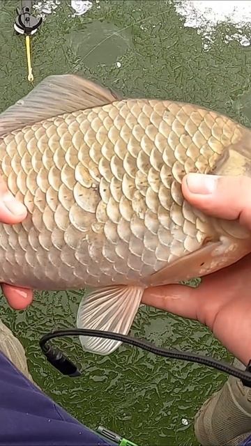 Огромный КАРАСЬ зимой! смотреть онлайн