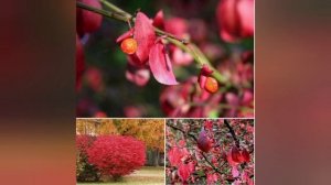 Бересклет крылатый