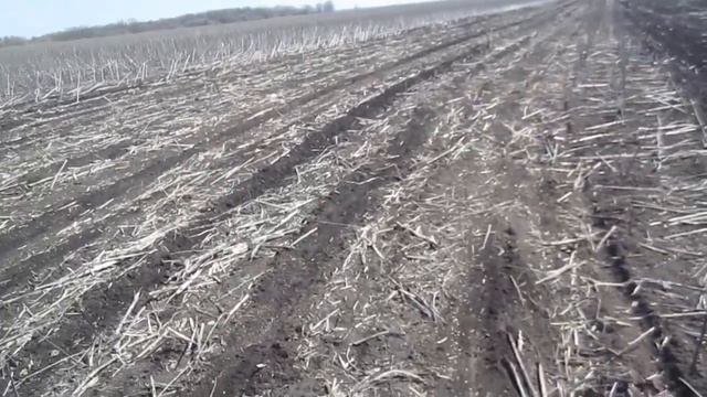 Ячмень после подсолнечника прямым посевом. Не так все просто. смотреть онлайн