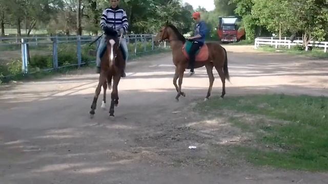 найзагай,гаухар смотреть онлайн