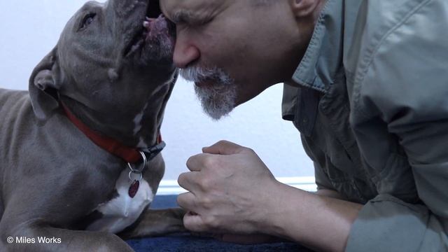 Max Licks | Face Part Deux | ASMR DOG LICKING | No Talking смотреть онлайн