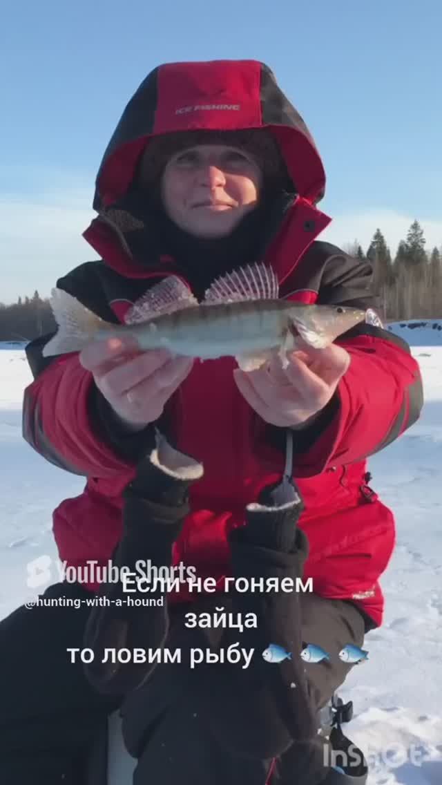 Если не гоняем зайца то ловим рыбу 🐟 🐟 🐟.#рыбалка #fishing #щука#охотасгончей #топ #hunting #tro смотреть онлайн