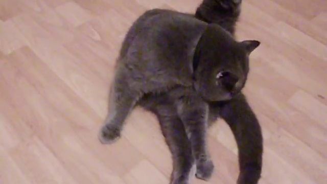 Котяшечка лижет яйки смотреть онлайн