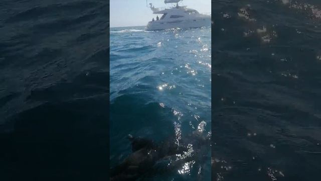 Дельфины в море у Балаклавы смотреть онлайн