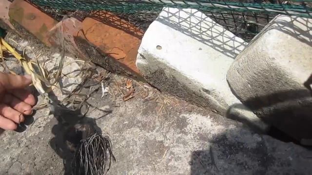 ✔Отличный сорт чеснока | Кто знает какой это сорт? | РП смотреть онлайн