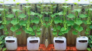 Выращивание огурцов в канистре - огуречный дневник