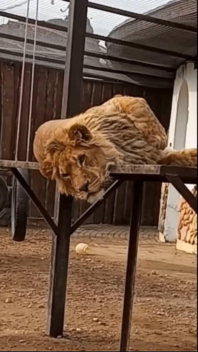 Утро начинается, ШЕРХАН просыпается. #шерхан #шерхан_тайган #лев #зоопарк #минск #юмор #shortvideo смотреть онлайн