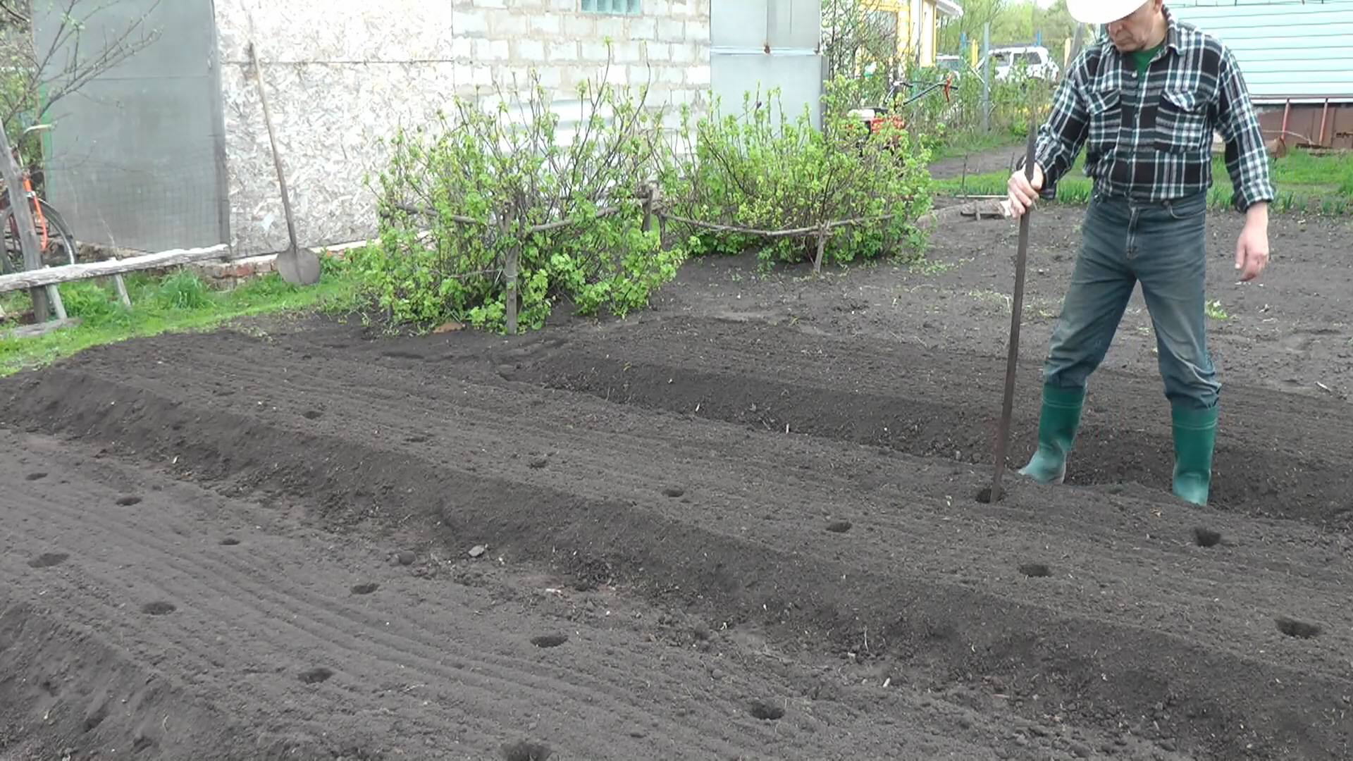 Посадка помидоров под лом! 2021