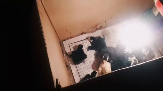 оны қалай түзетуге болады балапандар шпагат. Цыплята шпагатики как это исправить смотреть онлайн