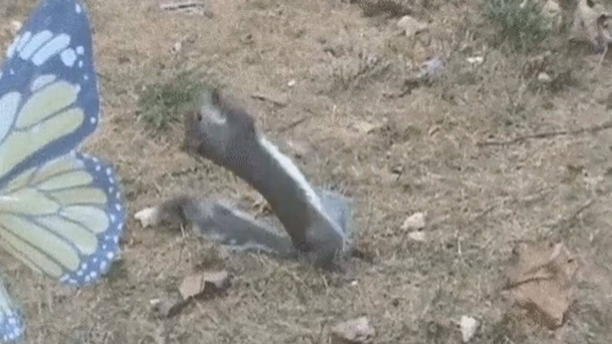 Похоже эта белка ест самый редкий гриб в своей жизни смотреть онлайн