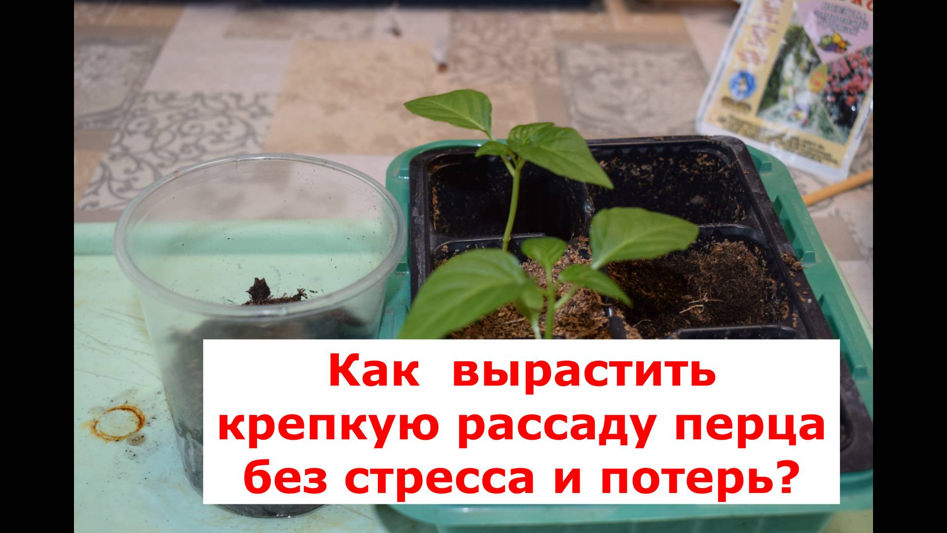 Как вырастить крепкую рассаду перца. Простые советы. смотреть онлайн