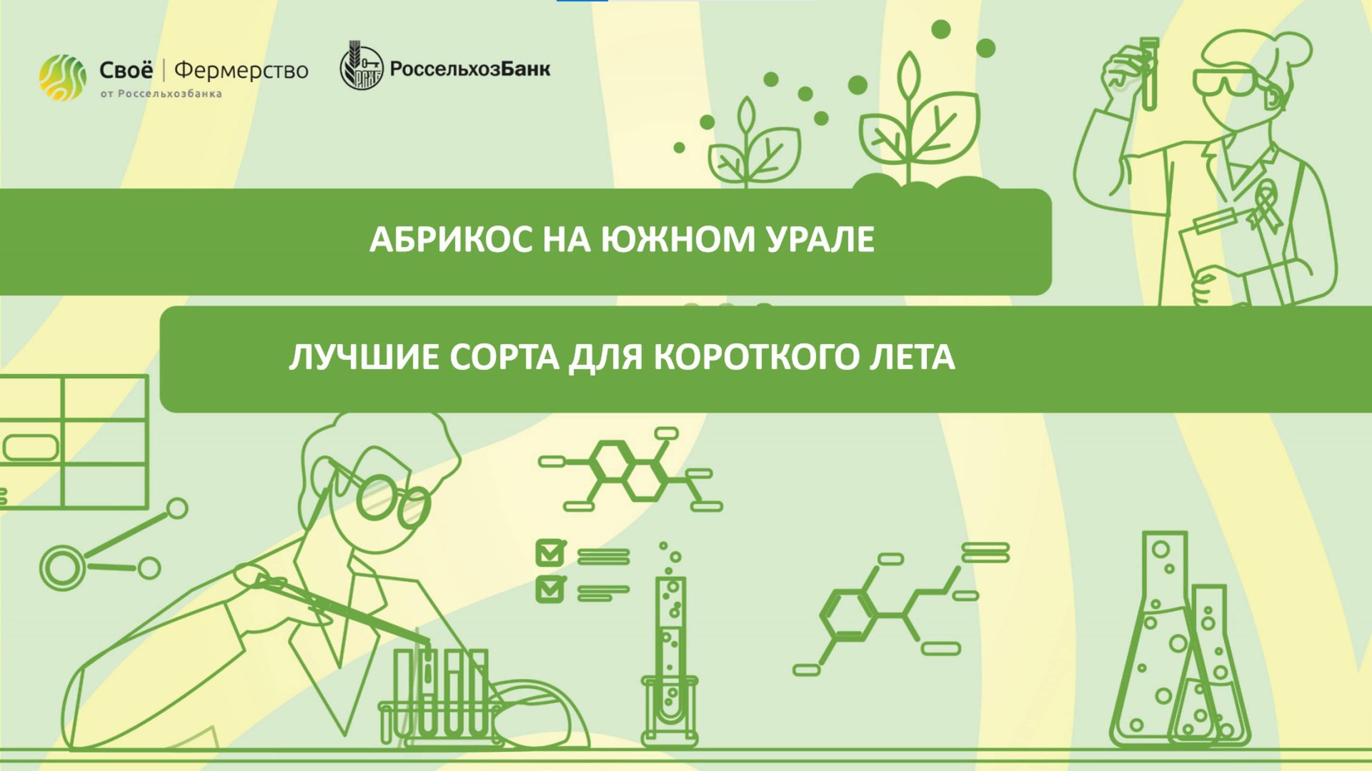 Абрикос на Южном Урале: лучшие сорта для короткого лета смотреть онлайн