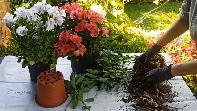Множим альстромерии делением. Breeding alstromeria by division of the bush. 12.06.24, new sound смотреть онлайн