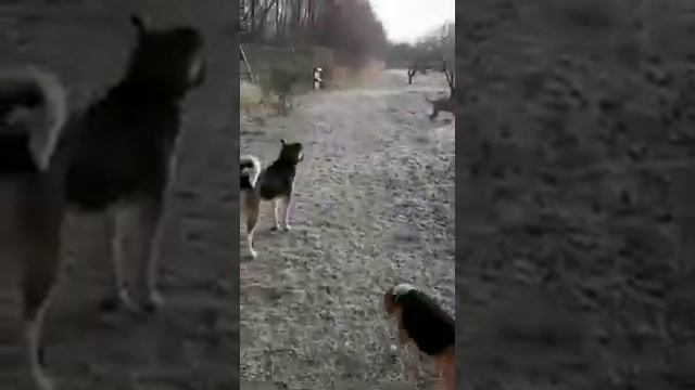 Щенок с огнестрельным ранением никогда не вернется в Волгоград смотреть онлайн