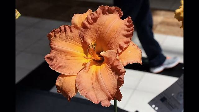 The Raleigh Daylily Show смотреть онлайн