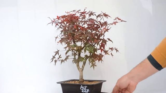 Vídeo 360º Bonsái Acer Palmatum Deshojo. Arce japonés deshojo. ACP227de смотреть онлайн