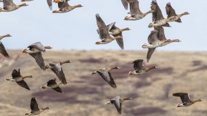 🦢 ВЕСЕННЯЯ ЭМИГРАЦИЯ ГУСЯ 2025........РЯЗАНСКАЯ , ТАМБОВСКАЯ ОБЛАСТЬ...20-03-2025