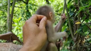 newborn abandoned baby monkey