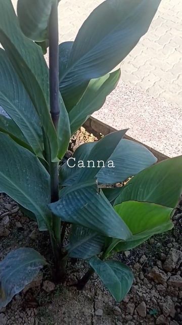 Canna#Canna Coccinea#F-Cannaceae# NE🇮🇳